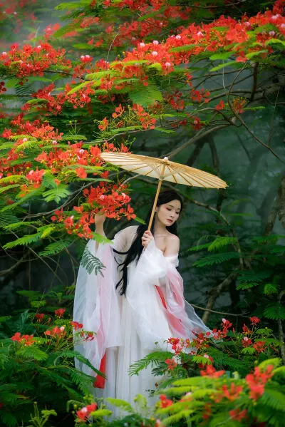 凤凰花开