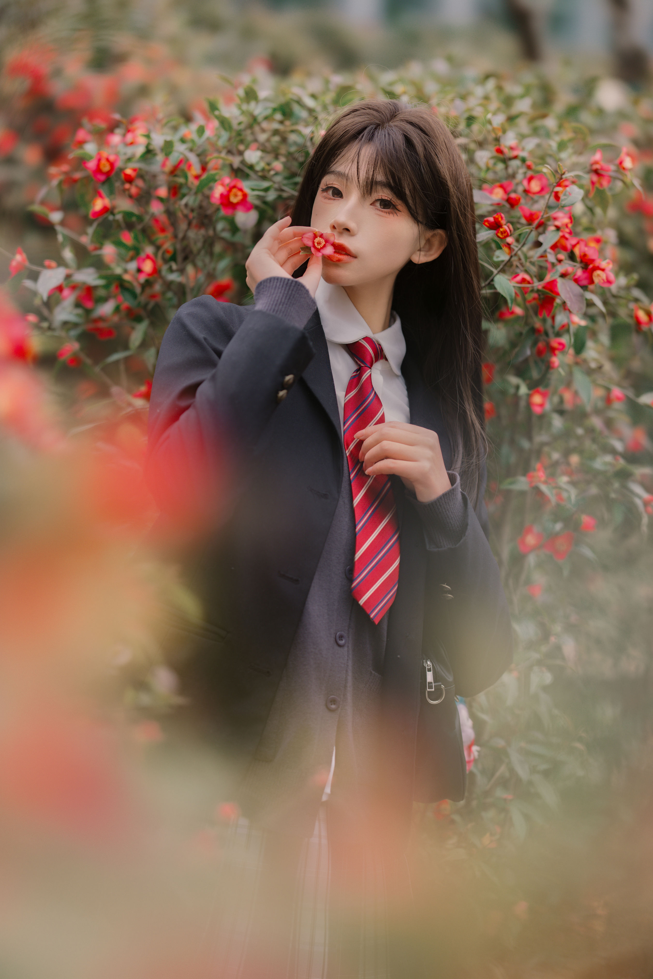 山茶花的秘密