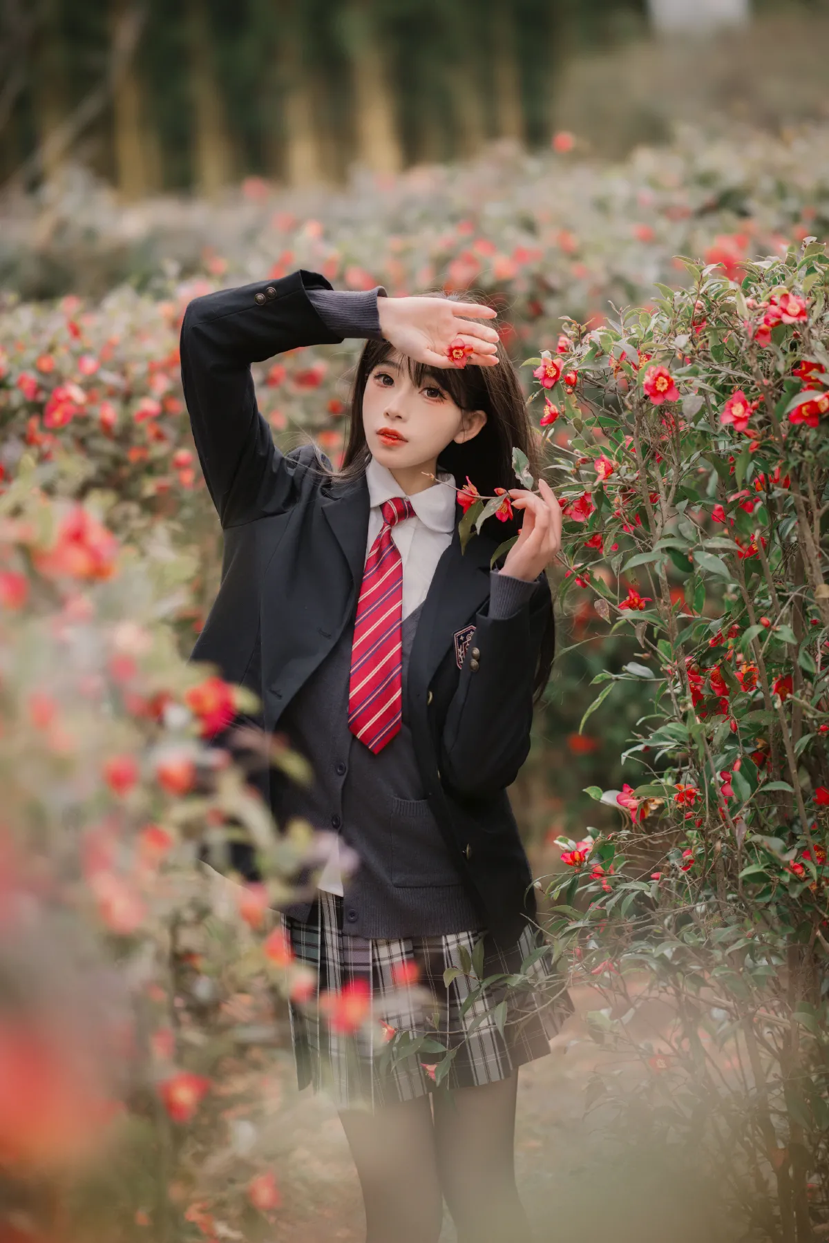 山茶花的秘密