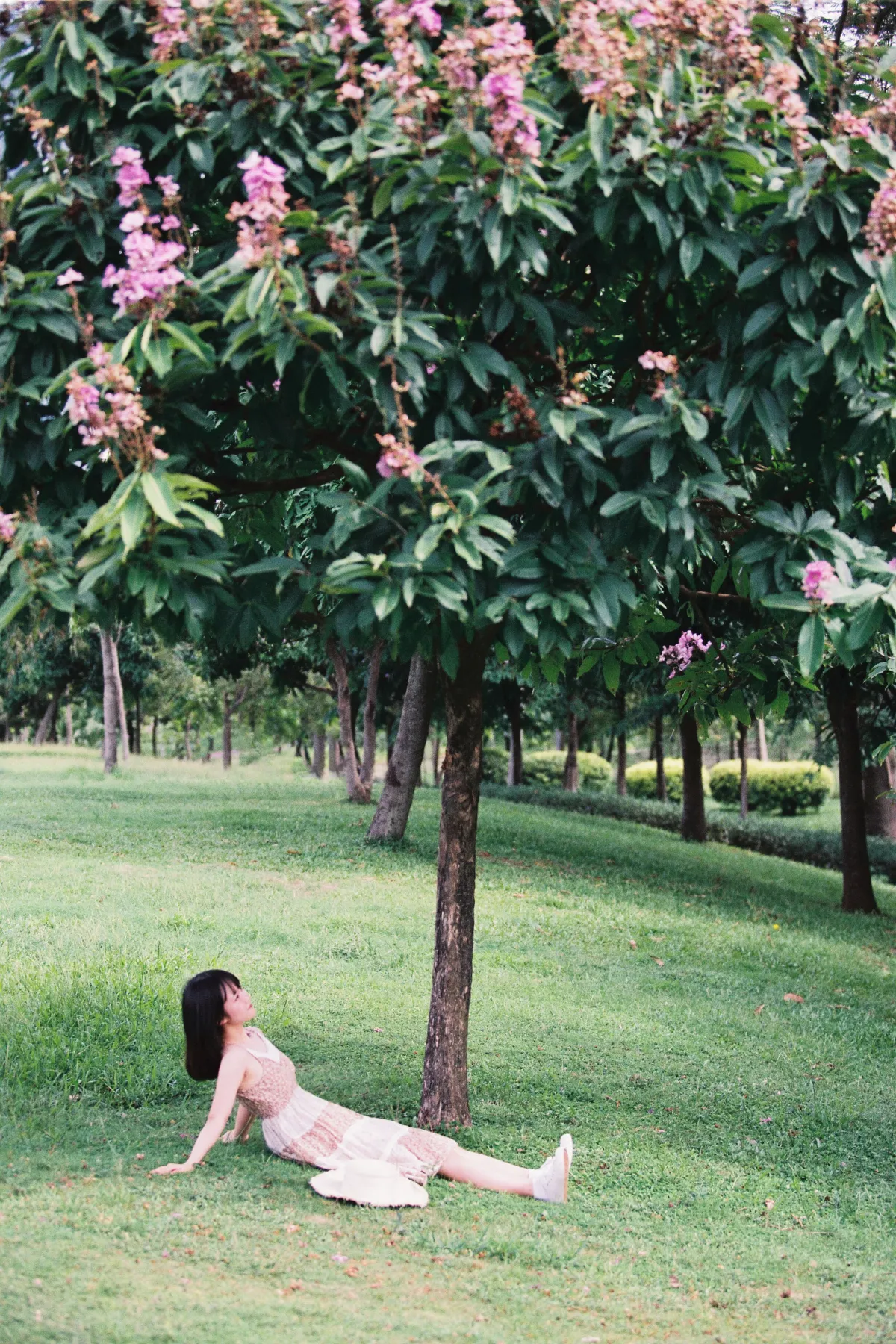 夏天的草地