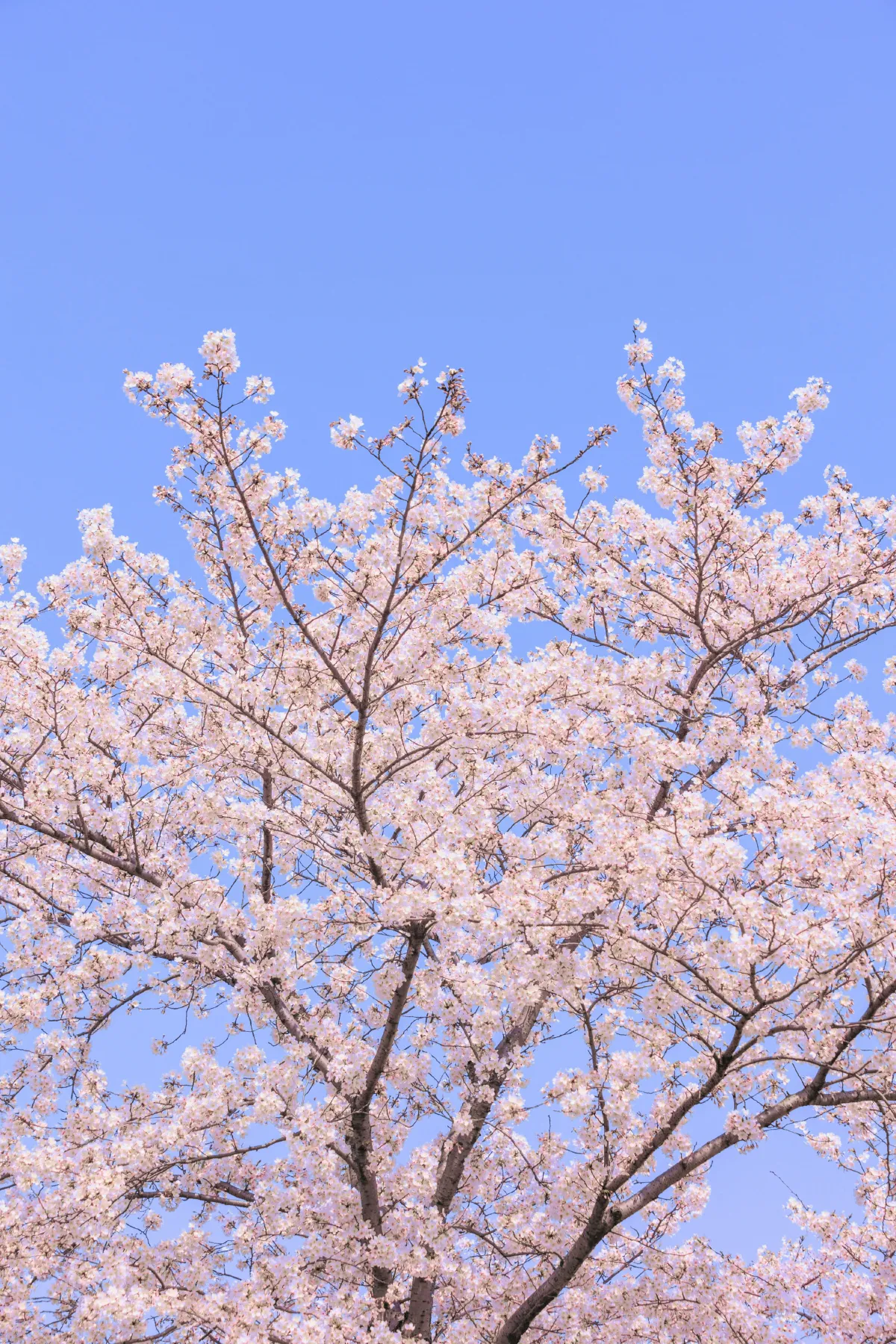 辰山植物园樱花