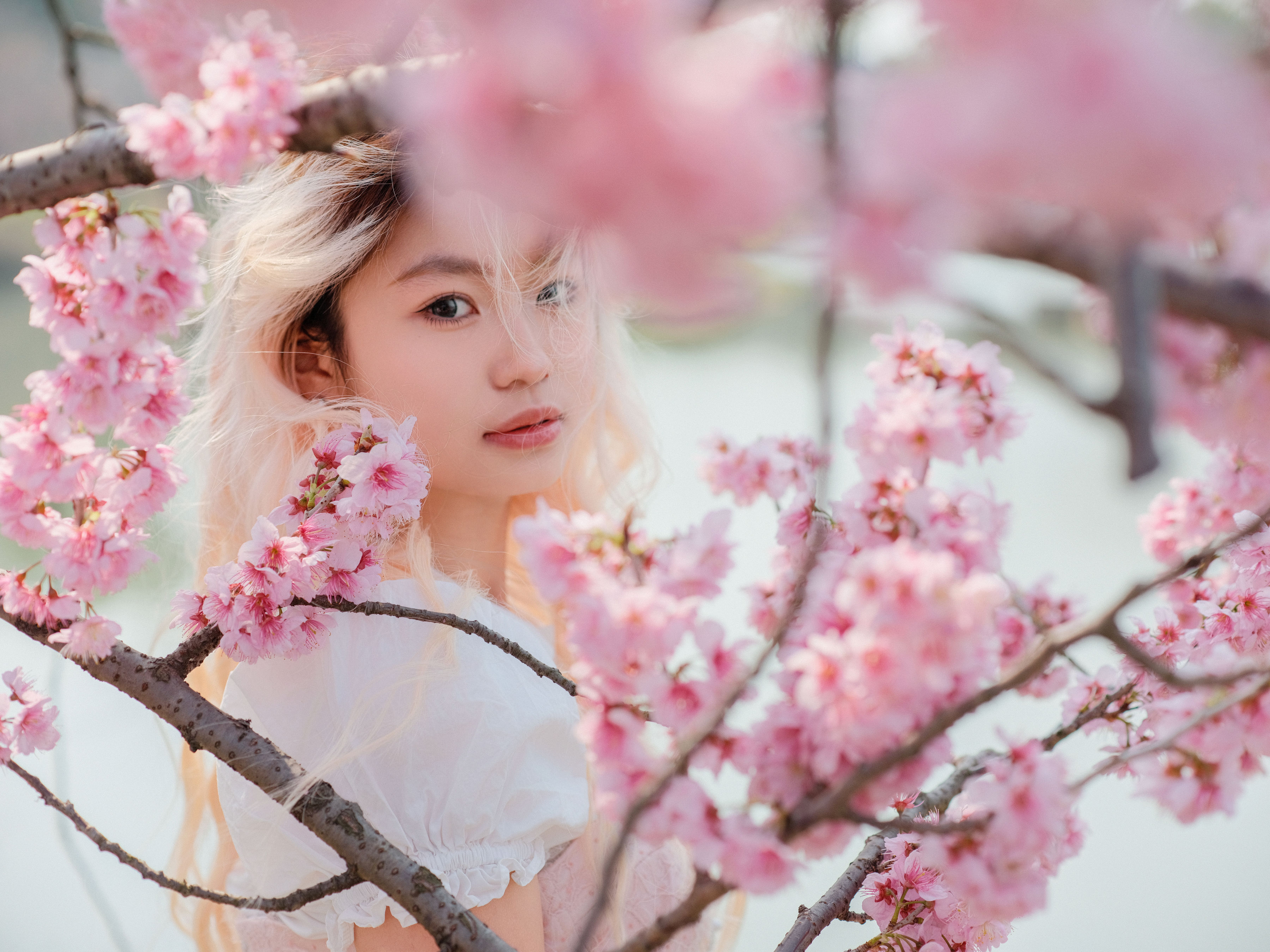 樱花树下