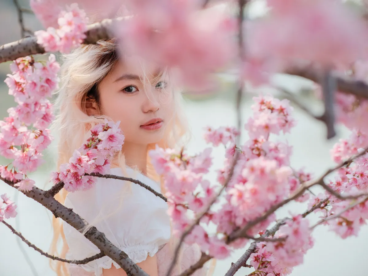 樱花树下