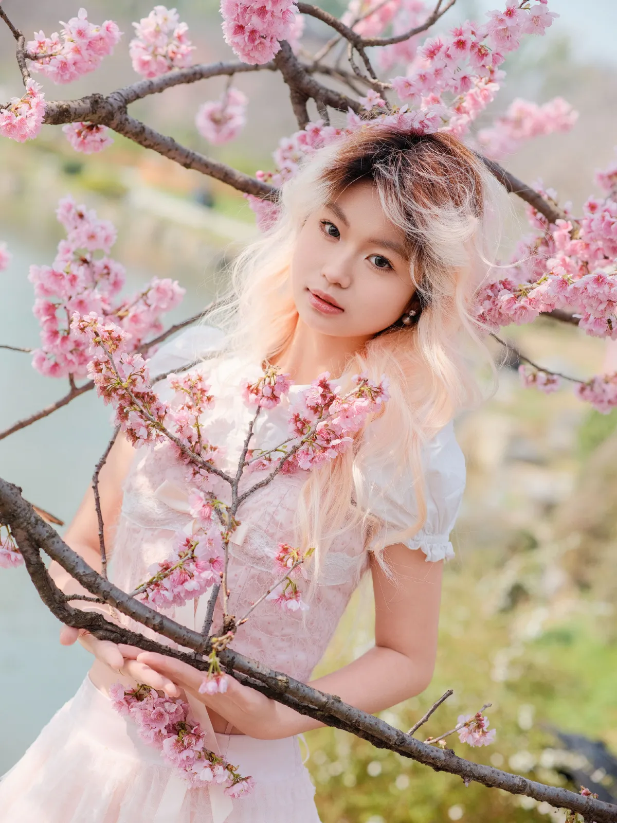 樱花树下