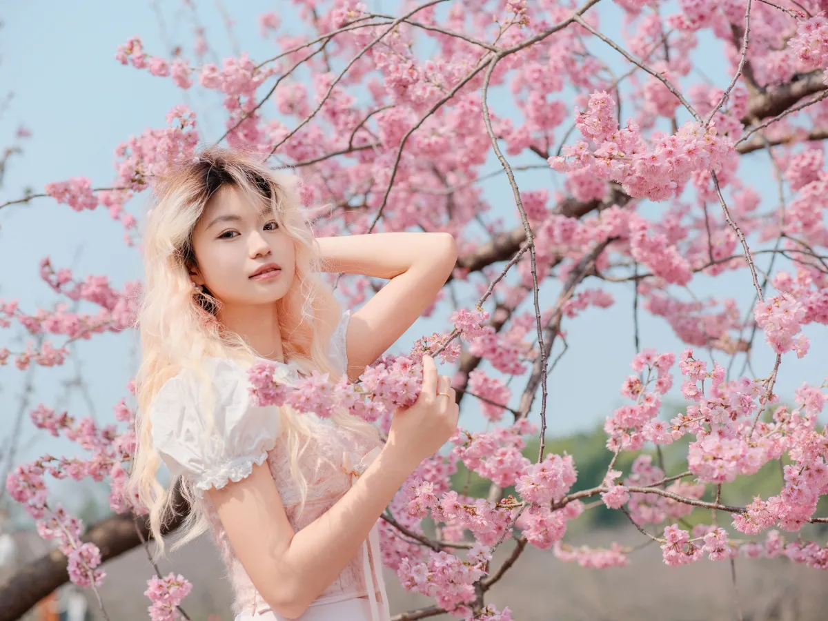 樱花树下