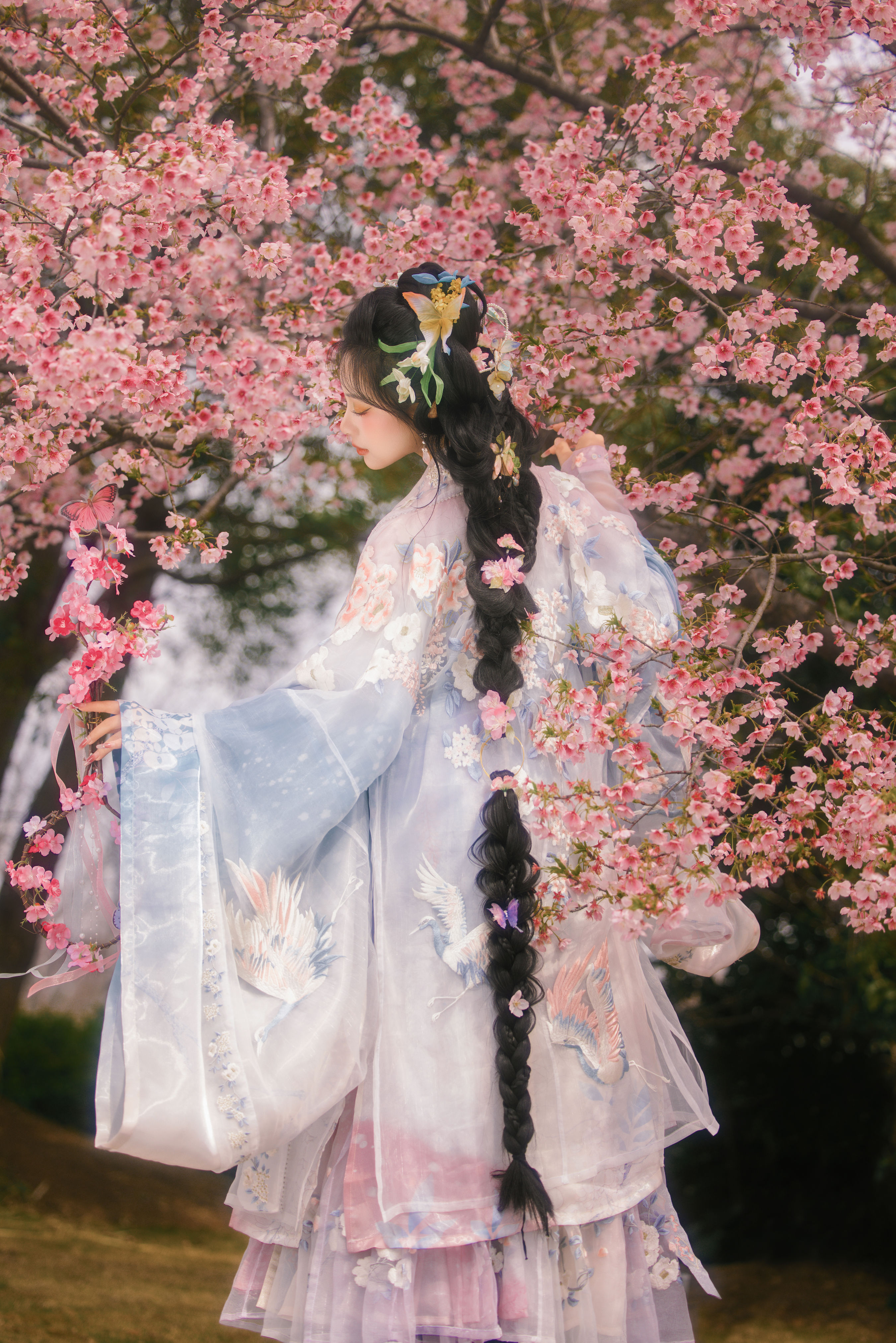 樱花雨