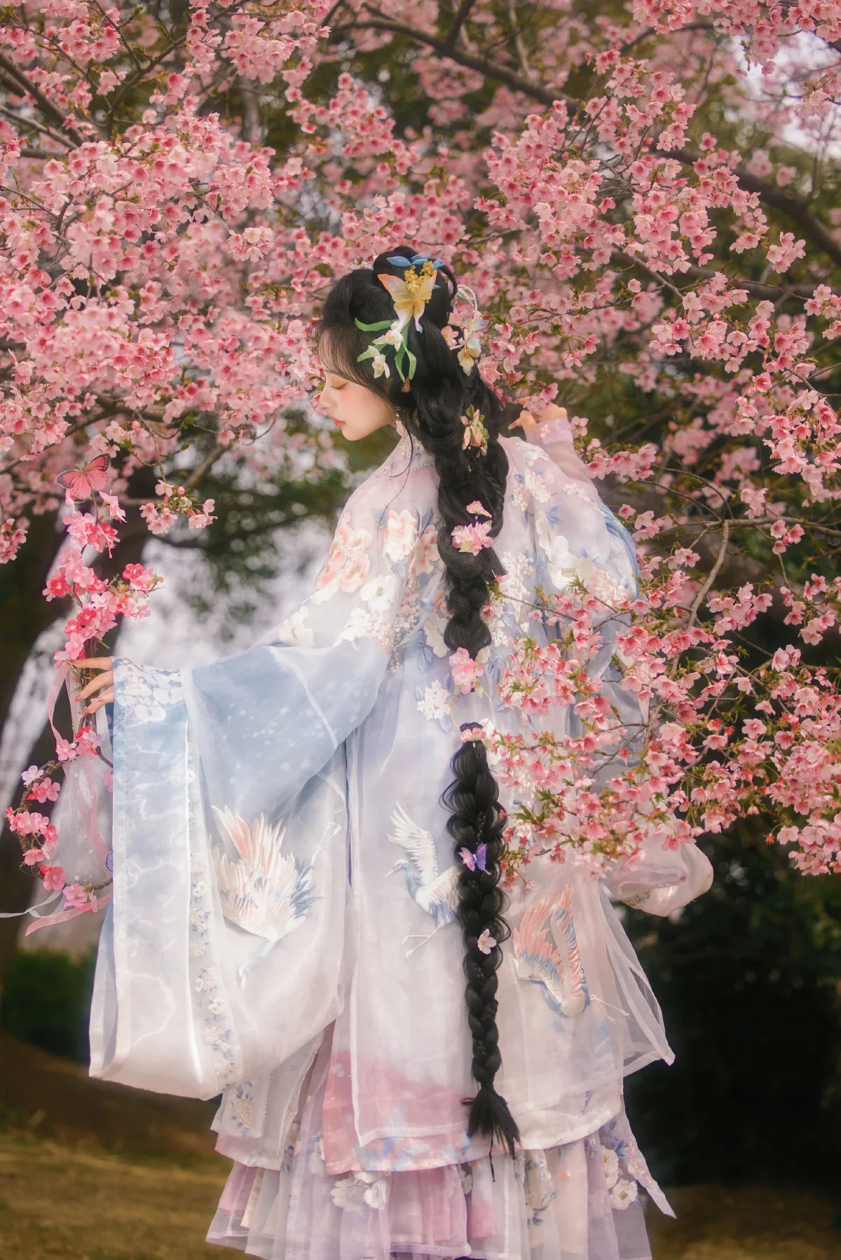 樱花雨