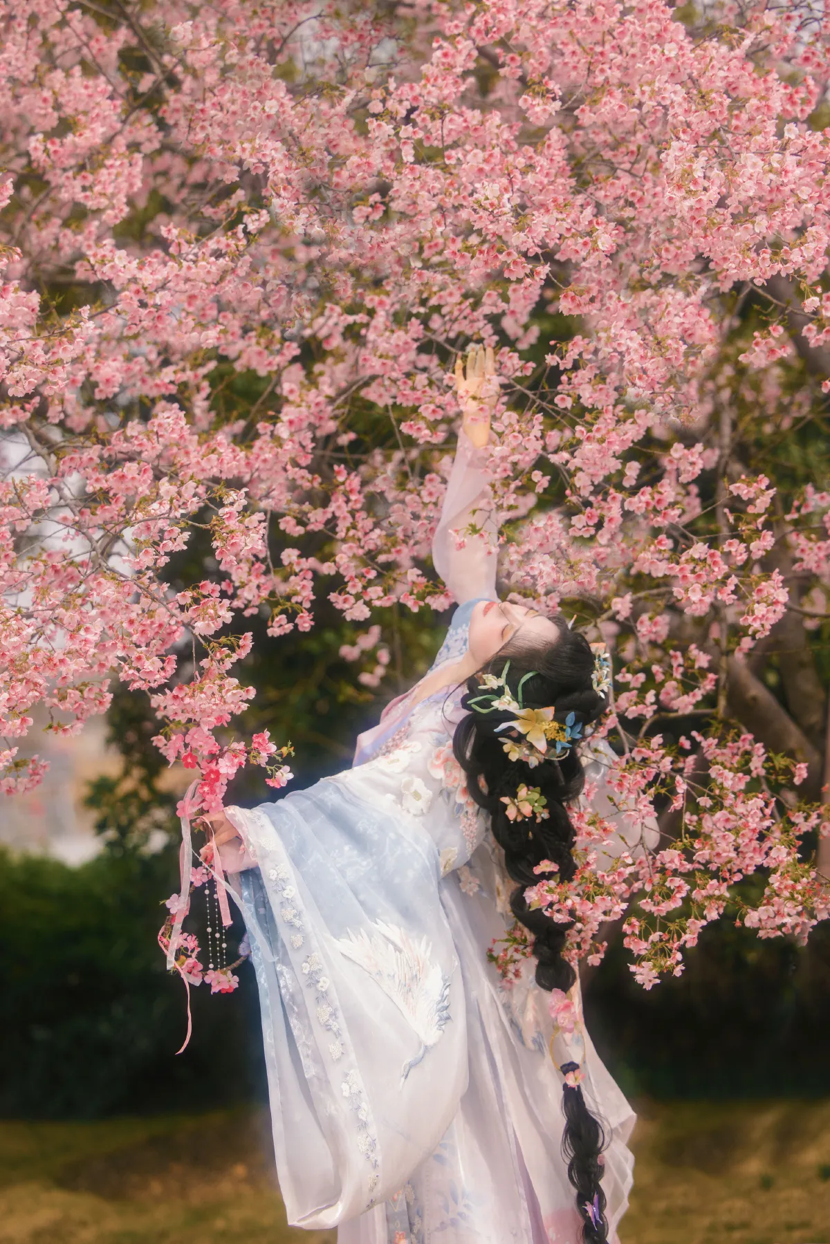 樱花雨