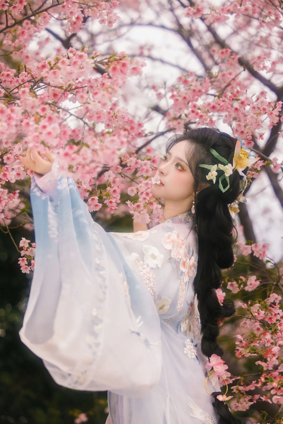 樱花雨