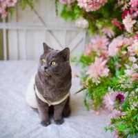 司咏